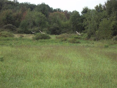 Property photo 6 - 72 Acres offered in 6 Tracts